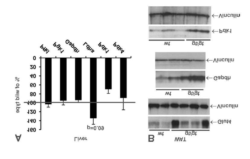 Supplementary Figure 5. Hif-p4h-2 gt/gt mice have altered expression of genes of glucose and lipid metabolism.