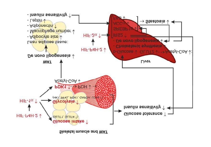 Supplementary Figure 7. Schematic model of the molecular level effects of HIF-P4H-2 inhibition that lead to protection against obesity and metabolic dysfunction.