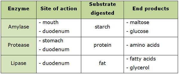 Digestion In stage 1 of catabolism, foods undergo digestion, a process that converts large molecules to smaller ones that can be absorbed by the body.