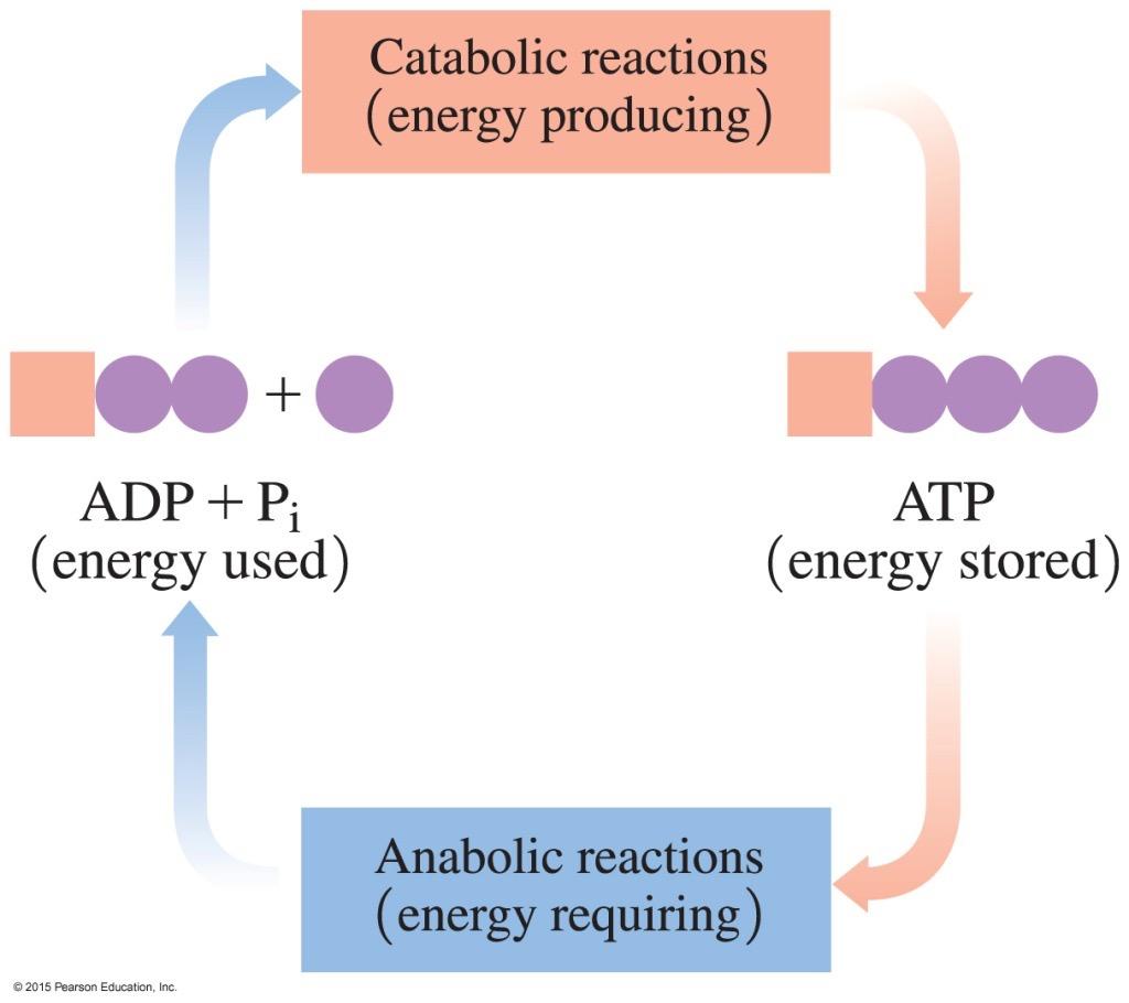 Metabolism ATP, the energy-storage molecule, links energyproducing reactions with energy-requiring reactions in the cells.