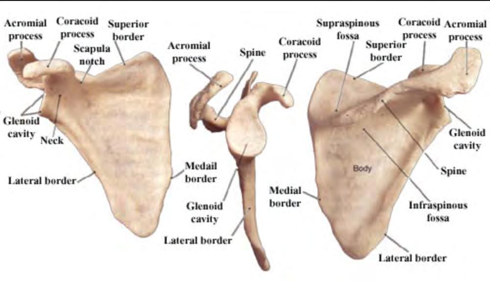 Glenohumeral Anatomy Scapula: 17