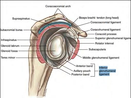 Glenohumeral Anatomy Glenohumeral Ligaments Static stabilizers Prevent instability at