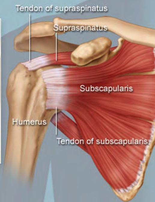 Glenohumeral Anatomy Rotator Cuff 4 muscles: critical to active function and stability Dynamic stabilizers