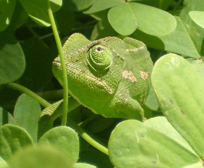 INCENTIVES AND HEALTH SYSTEMS: CHANGING COLORS TO SURVIVE A chameleon changes its color for survival and matches with background but its form and function does
