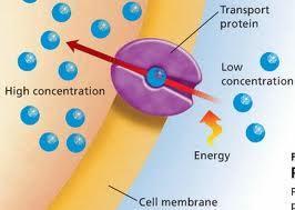 Active transport allows cells to move substances from an area of low concentration to an area of high concentration. This movement is against a concentration gradient.