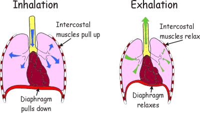 Unit 3: Biology 3 B3.1.2 Gaseous Exchange Lungs are located in the thorax and protected by the ribcage.
