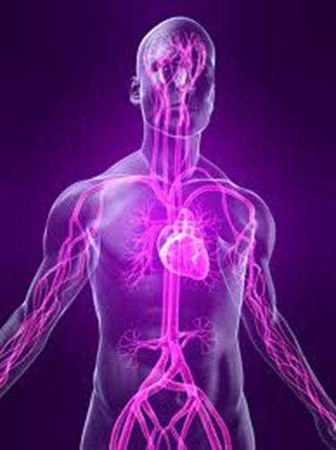 The Hypothesis Behind the Technology 9 o The autonomic nervous system (ANS) plays a key role in circadian sleep-wake regulation of physiological activity including heart rate o It is well known that