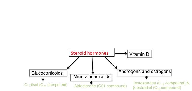 Cholesterol is the most abundant sterol in the eukaryotic plasma membrane (Fig. 12), while the plant and fungal plasma membranes are enriched in stigmasterol and ergosterol.
