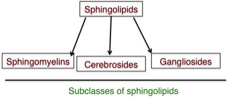 3.2.1. Subclasses of sphingolipids Figure 9 The subclasses of sphingolipids differ in their head groups though ceramide remains the backbone for all them.