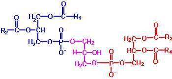 Cardiolipin (diposphatidylglycerol=dpg) Cardiolipin is composed of two molecules of phosphatidic acid linked together covalently through a molecule of glycerol, thus is a very acidic (charge, -2)