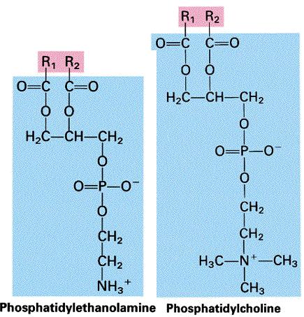 Phosphatidylcholine and Phosphatidylethanolamine Phosphatidylethanolamine (PE) has the same saturated fatty acid at the sn-1 position but contains more of the long-chain polyunsaturated fatty acids