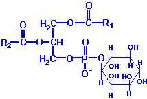 (PI) These molecules contain almost exclusively stearic acid at carbon 1 and arachidonic acid at carbon 2.