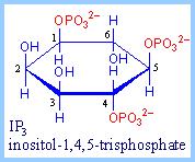 Phosphatidylinositol (PI) These molecules exist in membranes with various levels of phosphate esterified to the hydroxyl of the inositol.