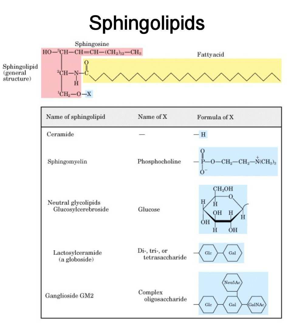 Sphingolipids Also major component of membranes Phospholipid or glycolipid (depends on polar group) Derivatives of sphingosine (instead of glycerol) C 18