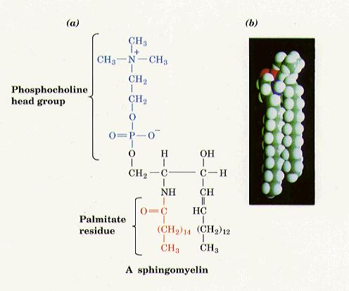 Structure of sphingomyelin Sphingomyelins are sphingolipids that are also