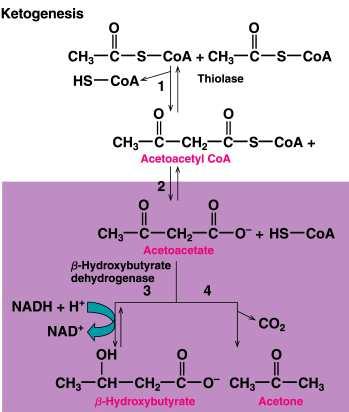 Reactions of Ketogenesis Ketone bodies 82 MITOCHONDRIUM Fatty acid 2 Acetyl oxidation to β-oxidation (excess CoA CO 2 Thiolase acetyl CoA) Acetoacetyl CoA Ketone body formation acetyl CoA HMG-CoA