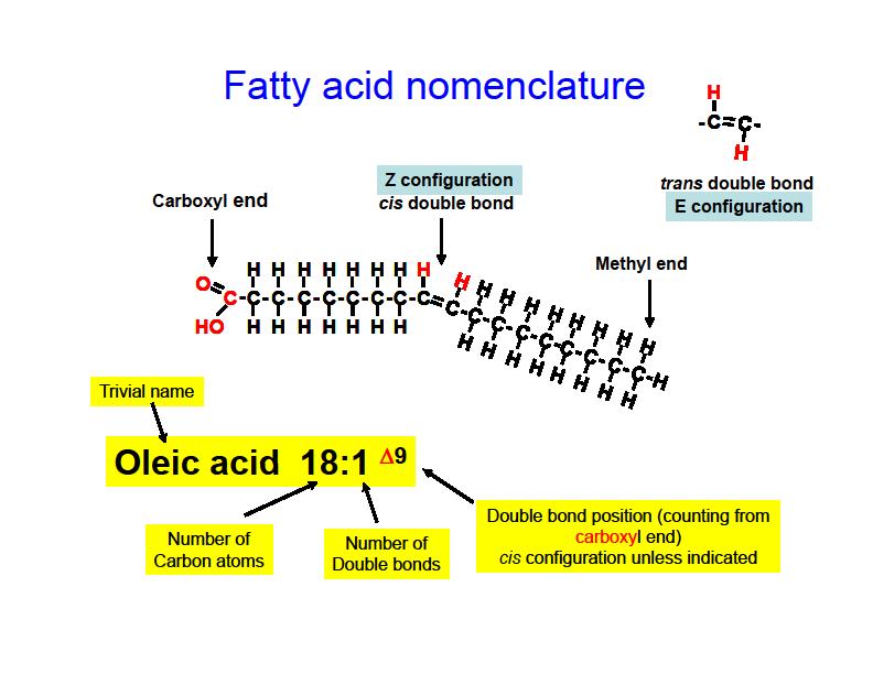 Fatty acids common saturated FA s: n = 12: lauric acid (n-dodecanoic acid; C 12:0 ) n = 14: myristic acid (n-tetradecanoic acid; C 14:0 ) n = 16: palmitic acid (n-hexadecanoic acid; C 16:0 ) n = 18;