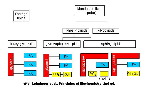 Lipids Two of the major functions of lipids are to serve as The major form of energy storage in the body