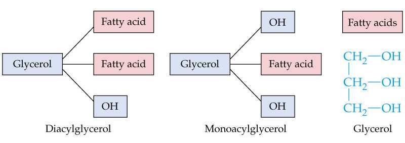 The fatty acids present in triacylglycerols are predominantly saturated or monounsaturated.