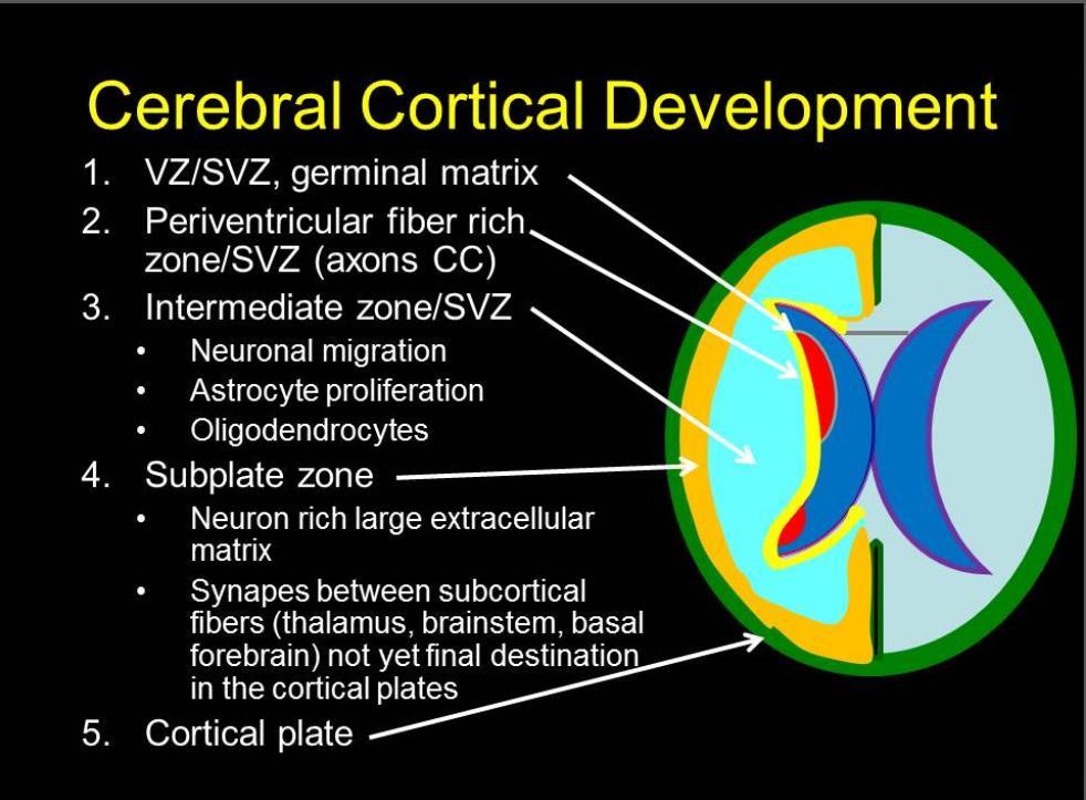 Germinal matrix 5-14 wk-ventricular zone-ependymal 15-36 wk Subependymal, deep
