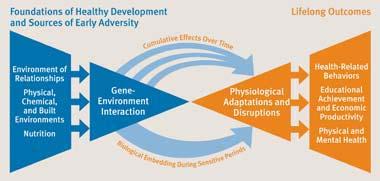 A Biodevelopmental Framework How Early Experiences Get into the Body Shonkoff, J.P.