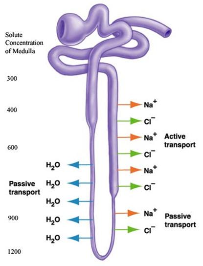 Getting Rid of Water The filtrate then moves down the descending loop of Henle As the loop descends further into the inner medulla, sodium concentrations in the surrounding tissue increase which