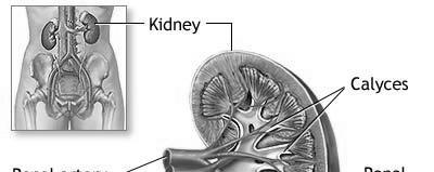 Function of the Kidneys Nephrology Fernando Vega, M.D.