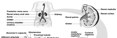 Symtpms of Kidney Disease Feeling Generally Sick Fluid