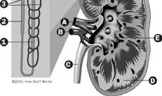 Assessment of Kidney Function: Urinalysis Proteinuria - indicates glomerular damage Glycosuria - indicates