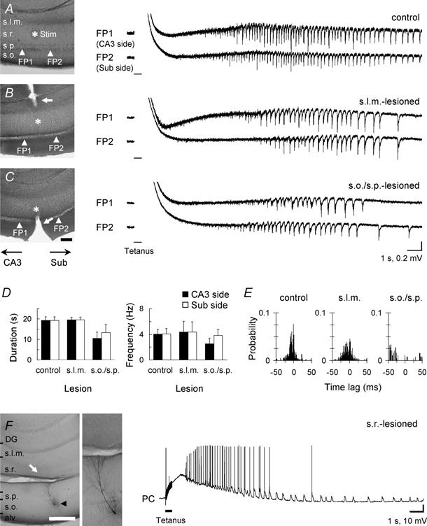 974 Y. Fujiwara-Tsukamoto and others J Physiol 557.3 Figure 9. Neuronal synchronization mediated through s.
