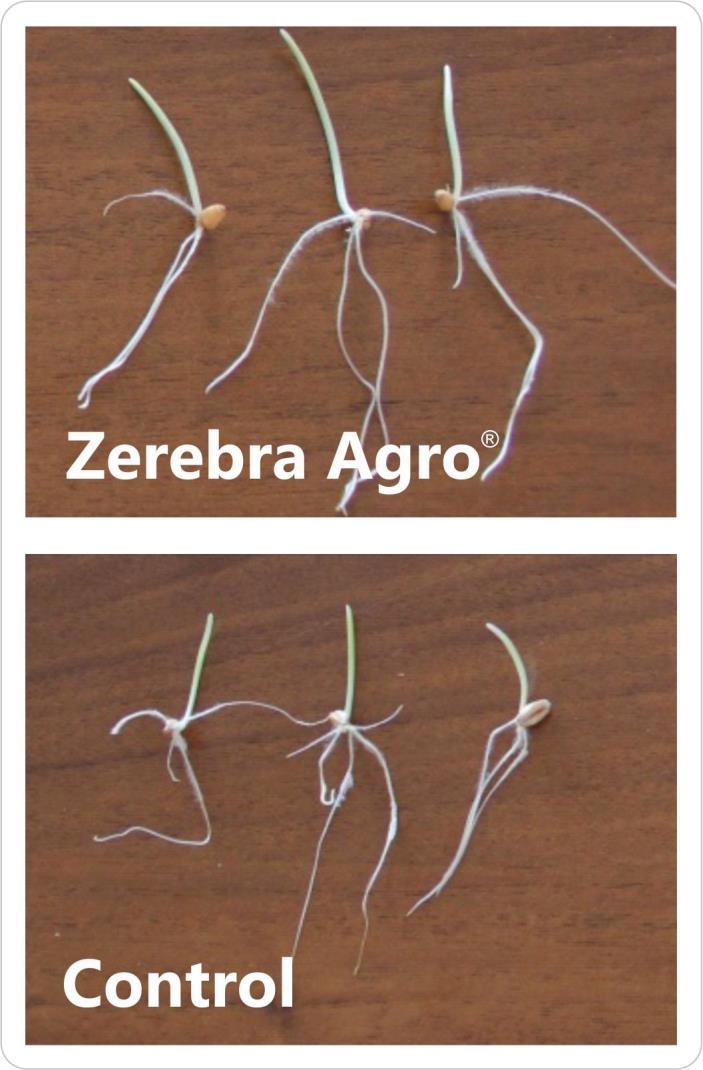 activity - 60% Treatment with Zerebra Agro prevents contamination of wheat seeds with Alternaria, seedling