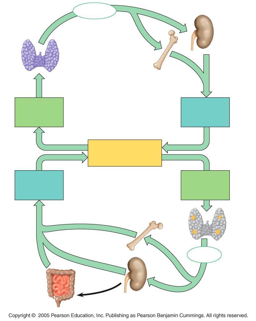 Using the figure provided describe the function and pathway of thyroid hormone. Define hyperthyroidism.