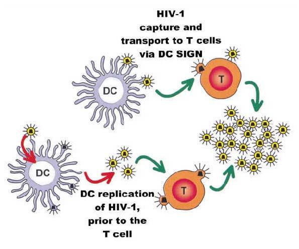 Dendritic Cells and HIV Infection