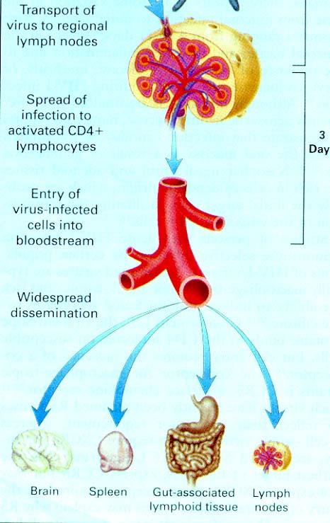 HIV Infection Lymph nodes Viremia Dissemination to other