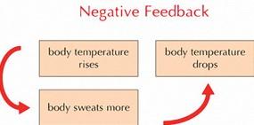 The diagram on the right is an example of a negative feedback mechanism.