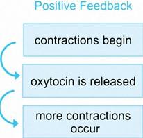 In a positive feedback mechanism, the original stimulus sets off actions in the body that begin or amplify a process. Contractions in childbirth are one example of a positive feedback mechanism.