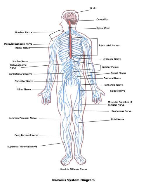 7. Maintaining homeostasis in your body is made possible through coordination of all your body