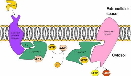 Gs proteins activate Adenylate Cyclase (AC), generating camp Adenylate Cyclase What affects might