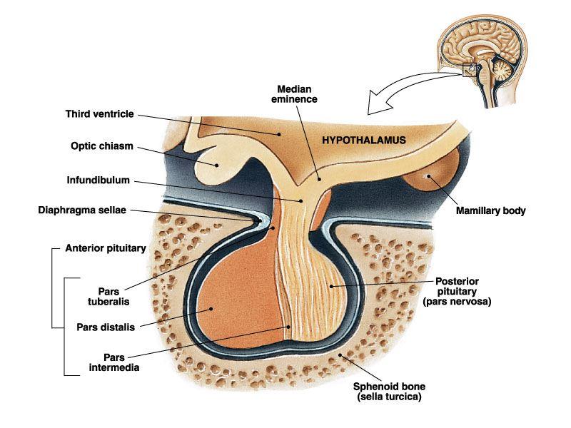 The Pituitary Gland Pituitary Gland Secretes 9 major hormones Size of a pea Two lobes -posterior (neural)