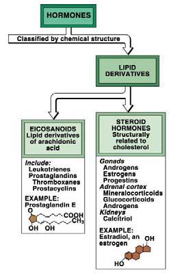 The final flow chart of hormones Let s get back to the interesting stuff So, there are lots of different types of hormones, great. WHAT DO THEY DO AFTER THEY BIND A TARGET CELL?