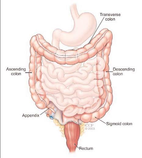 Colonoscopy Procedure Overview What is a Colonoscopy A colonoscopy is an outpatient procedure in which the inside of the large intestine (colon and rectum) is examined.