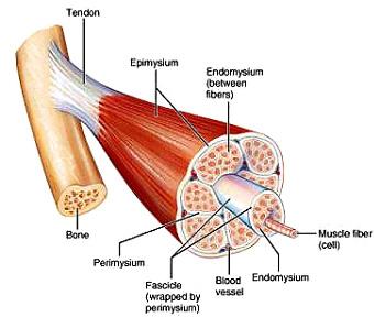 5. Calcium is recaptured by sarcoplasmic reticulum during relaxation. IV. Connective tissue investments of a skeletal muscle A. Function 1. Separate muscle into compartments 2.