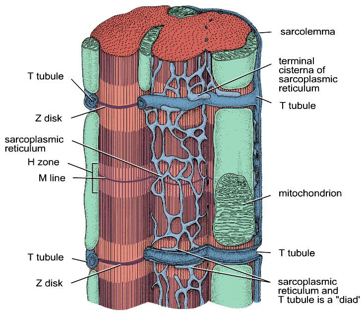 III. Regulation of cardiac muscle contraction A. Sarcomeres, myofibrils and myofilaments are the same as skeletal muscle fibers. B.