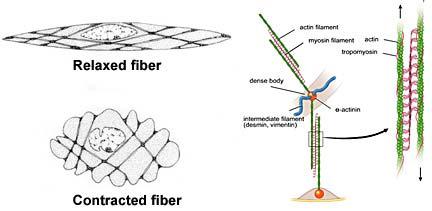 II. Structure of smooth muscle fibers A. Smallest fiber type, length varies from 20 microns in blood vessels to 500 microns in the uterus B.