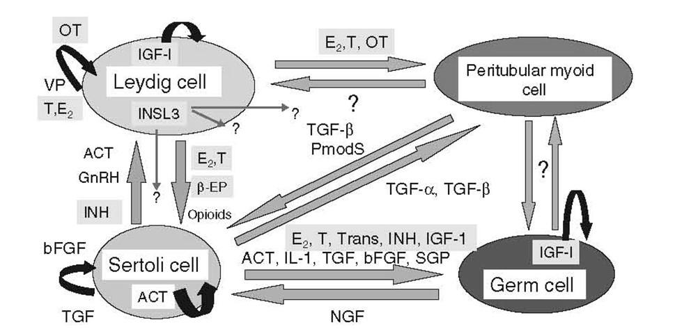 Autocrine/paracrine system COMMUNICATION SYSTEM BETWEEN GERM CELLS AND ENDOCRINE OR SUPPORTIVE CELLS IMPLICATIONS IN THE SPERMATOGENETIC