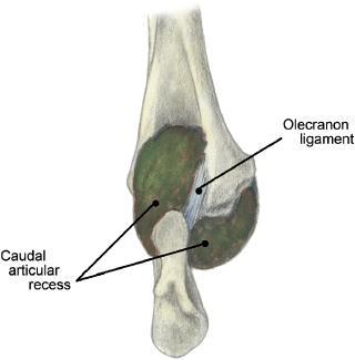 138 CANINE ELBOW ANATOMY Fig 8. Elbow joint of a dog caudal aspect full flexion. muscle and the olecranon (Fig 4).