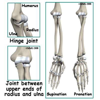 The Elbow Joint 2 articulations The humeroulnar /humeroradial joints Structural stability for the joint: