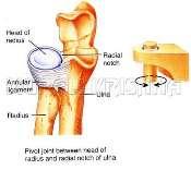 Arthrology of the Forearm Composed of proximal and distal radioulnar joints Acts as