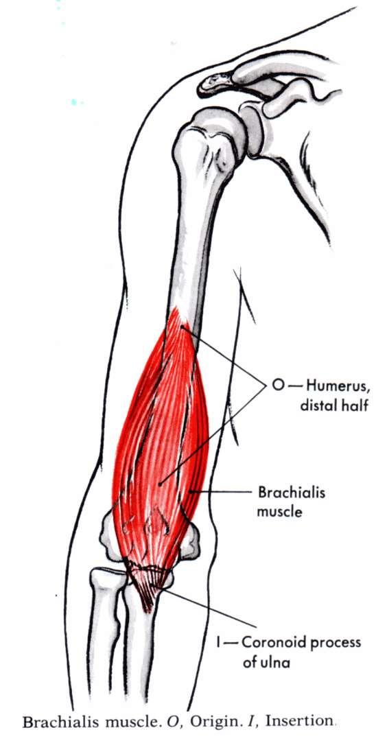 Myology of the Elbow Brachialis Origin Insertion Anterior aspect of the distal humerus Coronoid