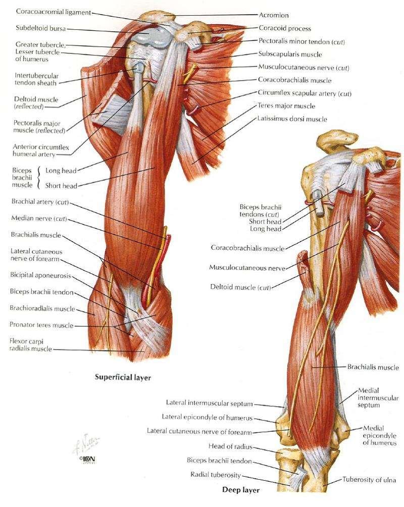Superficial/Deep Biceps brachii